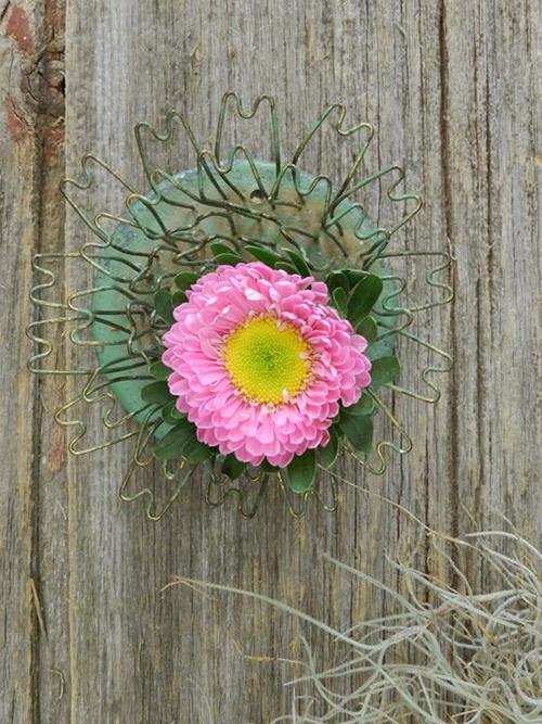 MATSUMOTO PINK ASTER